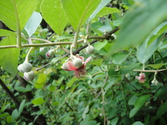 Actinidia eriantha