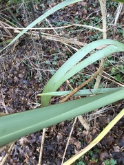 Phormium tenax