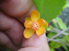 Schisandra sphenanthera