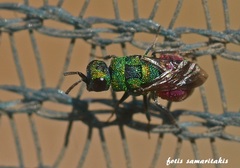 Hedychridium sculpturatum