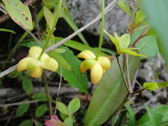 Schisandra sphenanthera