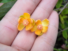 Schisandra sphenanthera