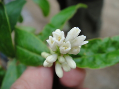 Ligustrum leucanthum