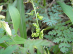 Corydalis ophiocarpa