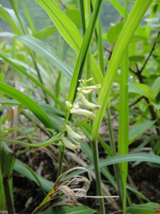 Corydalis ophiocarpa