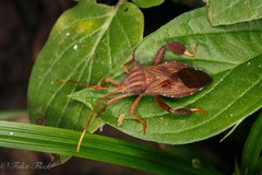 Melucha quadrivittis