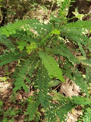 Alvaradoa amorphoides