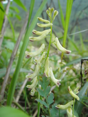 Corydalis ophiocarpa