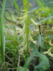 Corydalis ophiocarpa