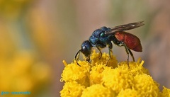 Pseudochrysis neglecta