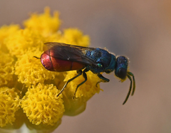 Pseudochrysis neglecta