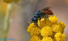 Pseudochrysis neglecta