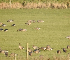 Anser albifrons albifrons