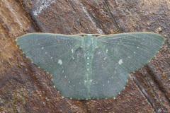Orothalassodes retaka