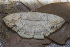 Sphingognatha asclepiades