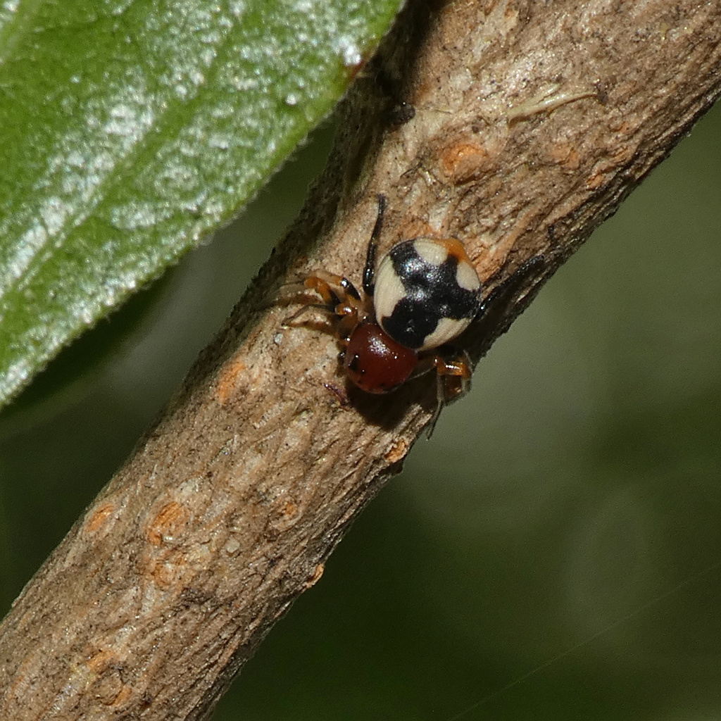 Mystaria savannensis