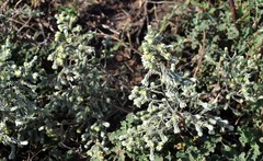 Thymelaea lanuginosa