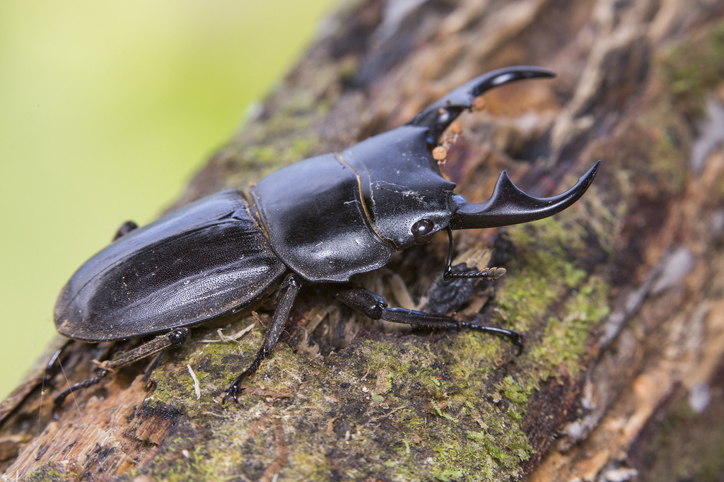 Dorcus ritsemae