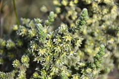 Thymelaea lanuginosa