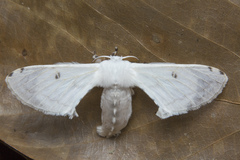 Penicillifera apicalis