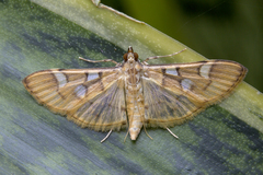 Cotachena pubescens