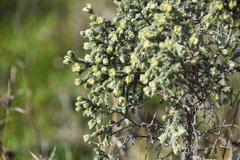 Thymelaea lanuginosa