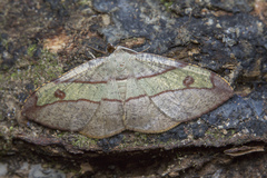 Hypochrosis hyadaria