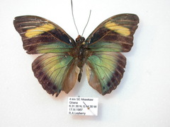 Euphaedra phaethusa