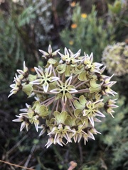 Asclepias crispa