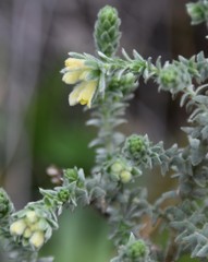 Thymelaea lanuginosa