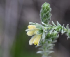 Thymelaea lanuginosa
