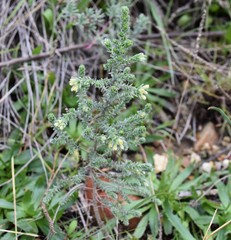 Thymelaea lanuginosa