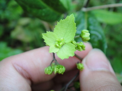 Hydrangea chinensis