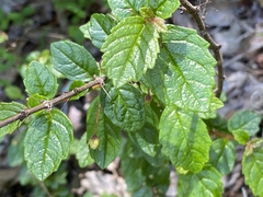 Bellonia spinosa