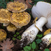 Franchet's Amanita - Photo (c) Federico Calledda, some rights reserved (CC BY-NC), uploaded by Federico Calledda
