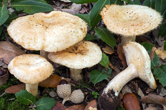 Lactarius mairei