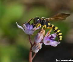 Cerceris arenaria