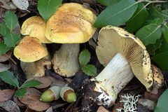 Cortinarius bergeronii