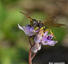 Cerceris arenaria