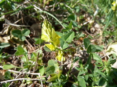 Polygala flavescens