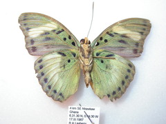 Euphaedra phaethusa
