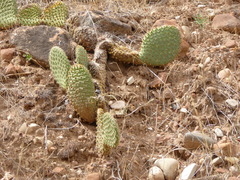 Opuntia aurea