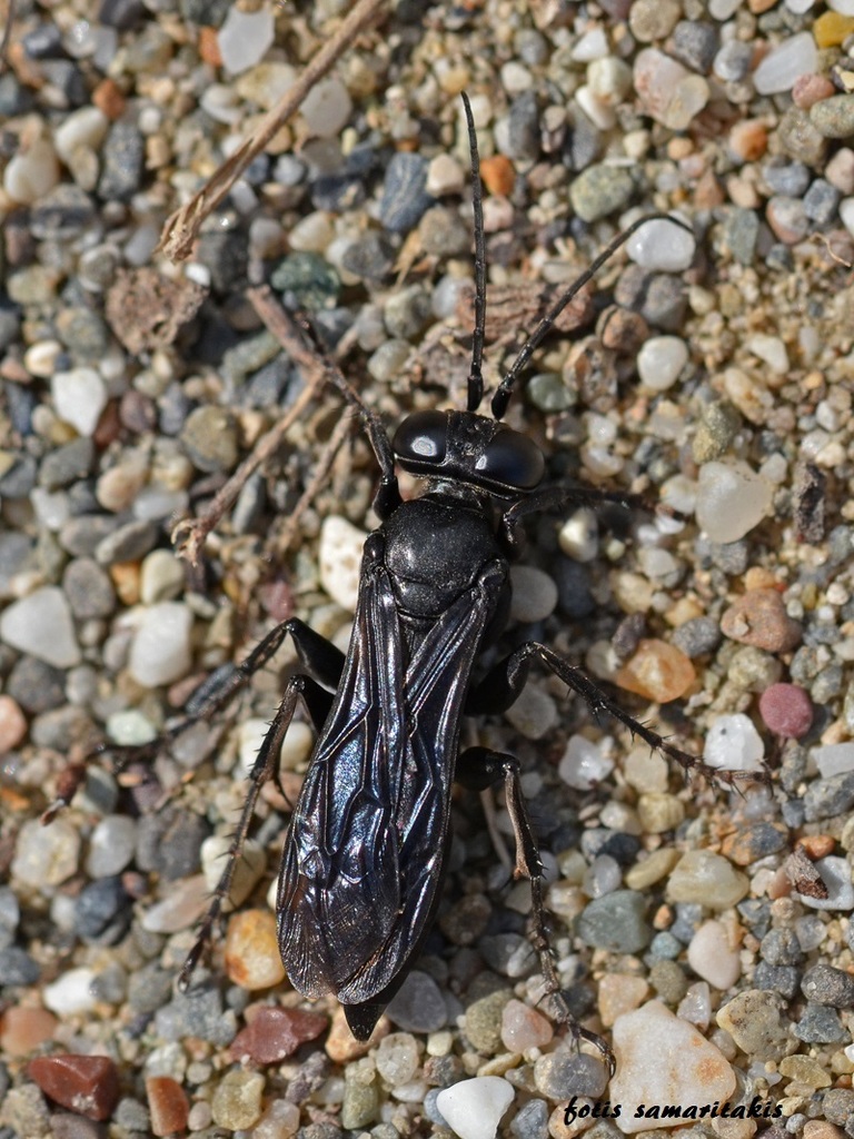Liris atratus