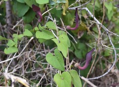 Aristolochia baetica