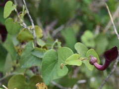 Aristolochia baetica