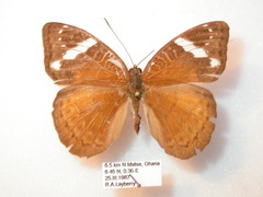 Euriphene