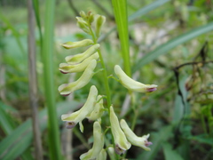 Corydalis ophiocarpa