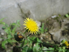 Sonchus lingianus