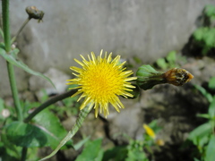 Sonchus lingianus