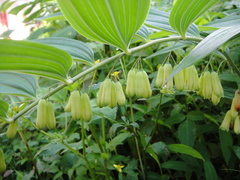 Polygonatum cyrtonema